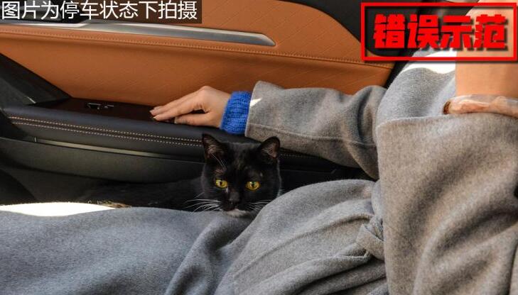 车上有猫会不会出问题?猫咪坐私家车注意事项